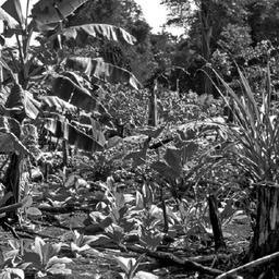 El jardín forestal Maya